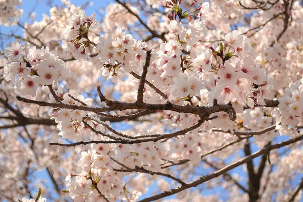 【写真】香美市には桜の名所が多くある