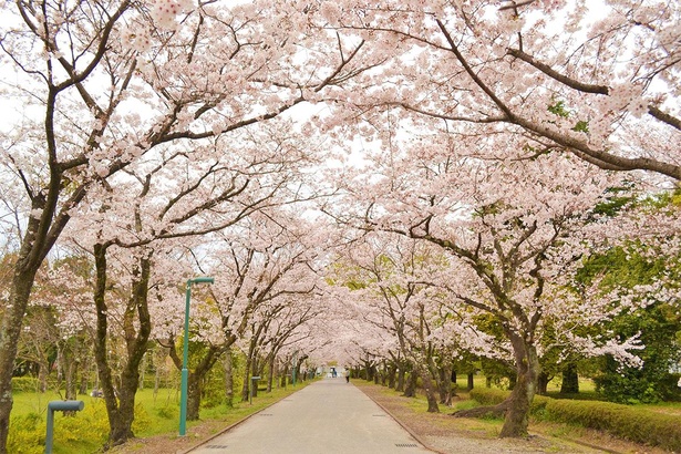 桜のトンネルは圧巻！