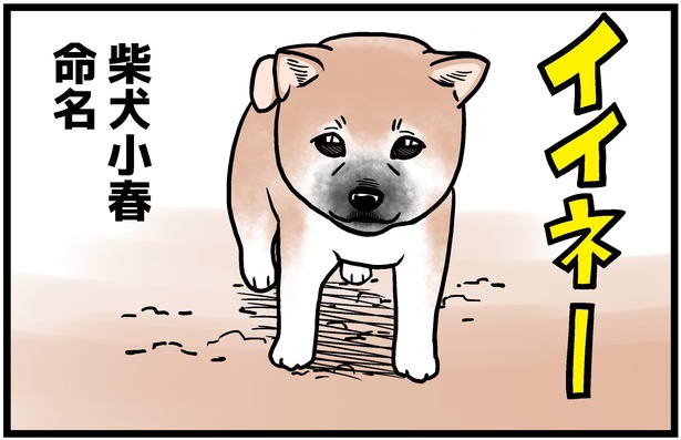 柴犬小春の誕生です！/柴犬小春ちゃんの4コマ漫画3話の4