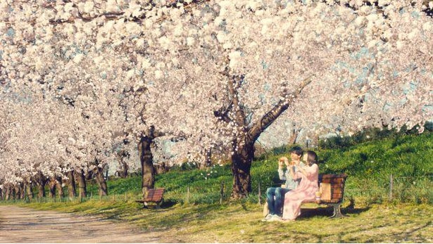 画像11 11 いきものがかり Sakura で胸キュン 甘くせつない マクドナルド新cm ウォーカープラス