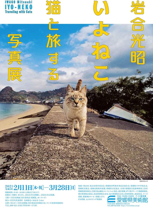 愛媛県美術館で「岩合光昭　いよねこ　猫と旅する写真展」開催