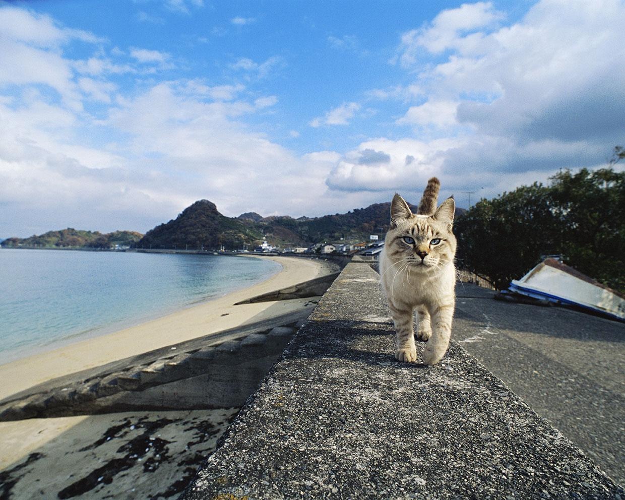 猫の魅力を再発見、愛媛県松山市の愛媛県美術館で「岩合光昭　いよねこ　猫と旅する写真展」開催