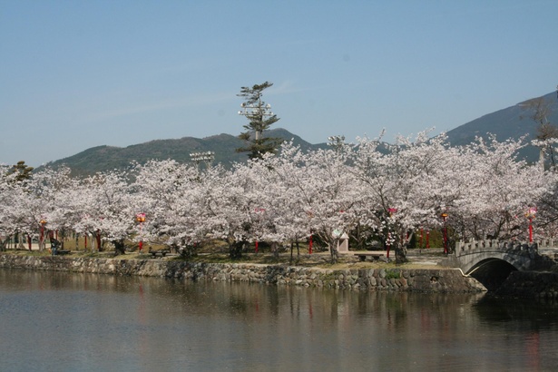 約3000本の桜が花見客を魅了する