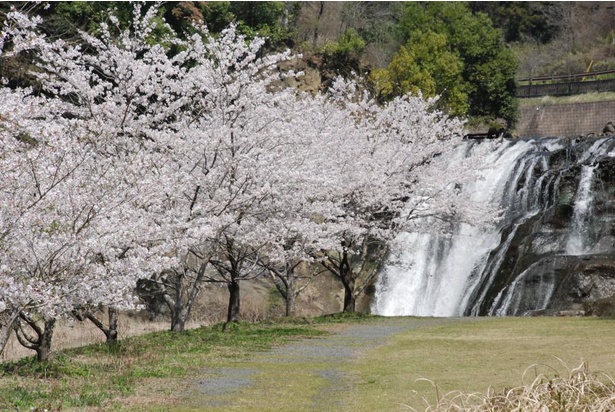 龍門の滝近くの桜並木は見応え十分