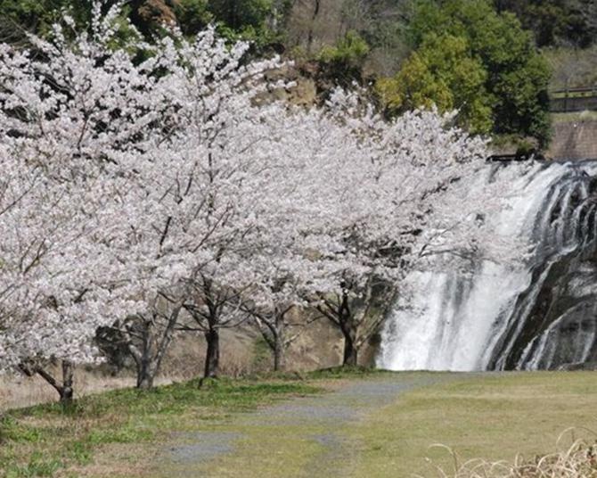 滝を風景にお花見を楽しめる、栃木県那須烏山市「龍門の滝」の桜の見頃は？