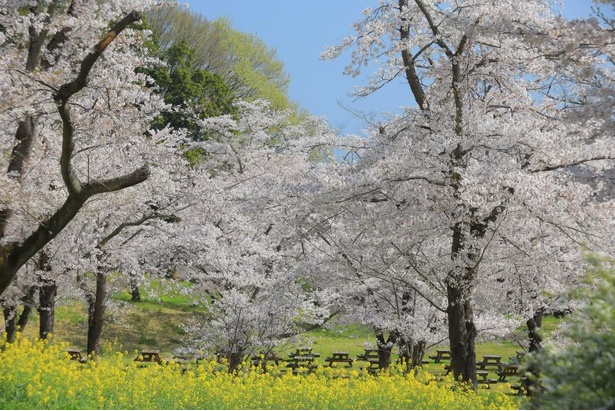 花木園のソメイヨシノは例年、都内に比べて約1週間遅れて開花する