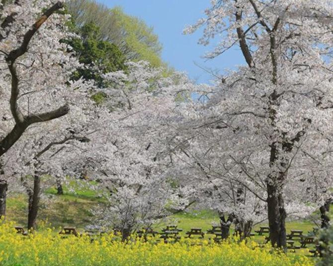 「国営武蔵丘陵森林公園」(埼玉県滑川町)の桜の見頃はいつ？色とりどりの花の共演も！