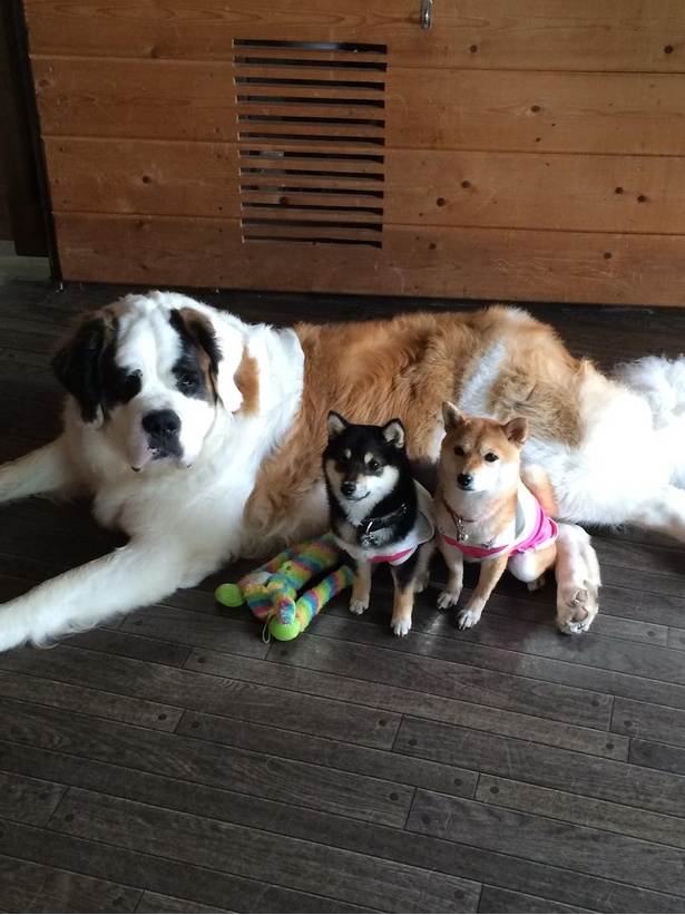 看板犬のセントバーナードと記念に。大きさの違いがよくわかる！