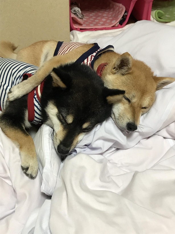 旅の疲れからか、仲良くぐっすり眠る2匹の姿も