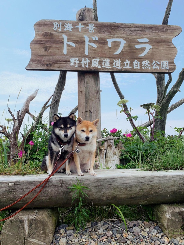 立ち枯れしたトドマツ林が広がる野付半島のトドワラ。2017年に訪れた