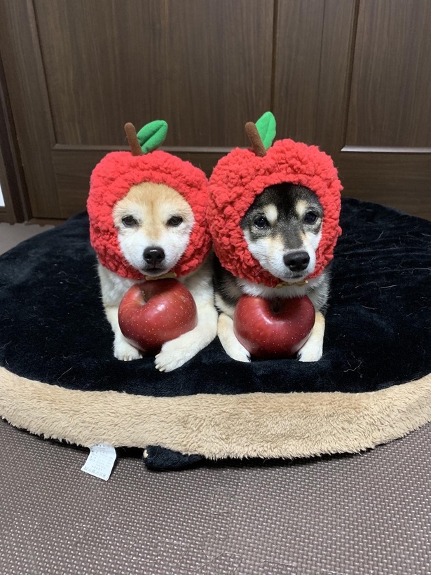 「たまにリンゴにもなります」と飼い主さん。愛くるしい姿がたまらない！