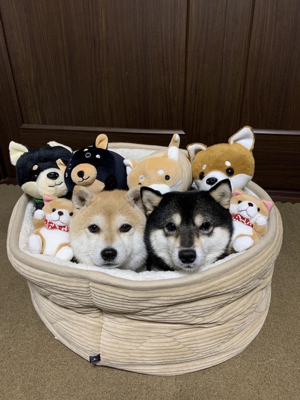 まるでぬいぐるみのようなかわいさ！なつとふゆはどれだ？