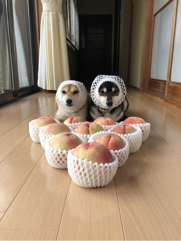 ふゆの目線はカメラではなく、目の前のモモに一点集中！