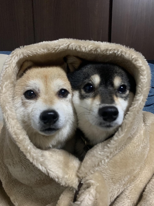 毛布にくるまって寝る前にワンショット。つぶらな瞳がキュート