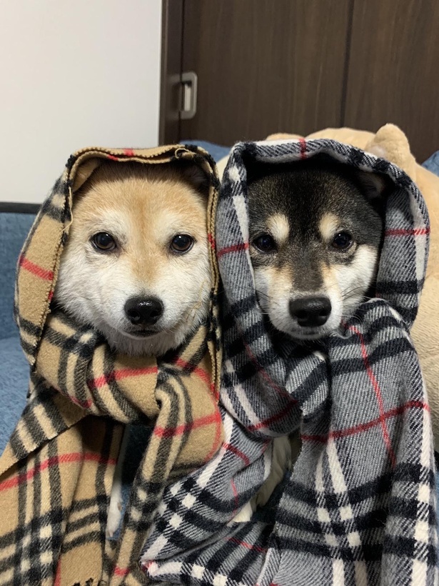 寒がりななつとふゆ。おそろいのマフラーでぐるぐる巻きに