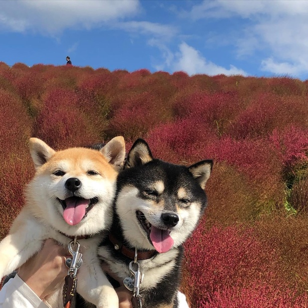 「ひたち海浜公園」では、キレイなコキアを前にうれしそうな笑顔！