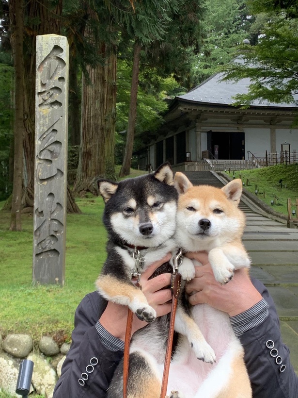 岩手県の世界遺産「中尊寺金色堂」へ。飼い主さんいわく「2匹はあまり興味なさげでした(笑)」
