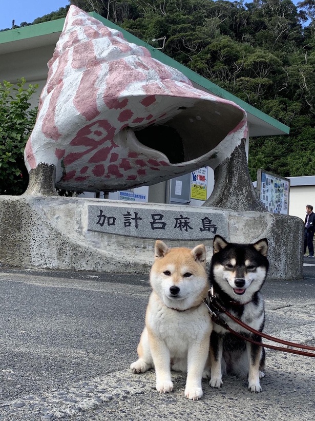 初めての加計呂麻島へ到着！