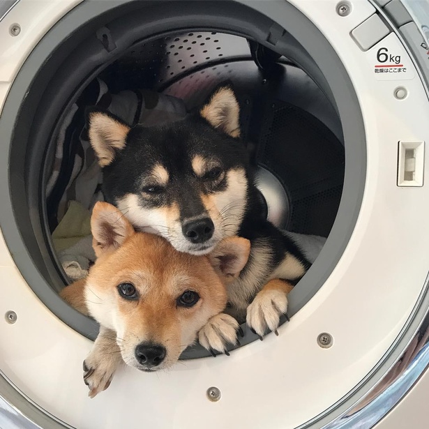 洗濯機に隠れたりと、いたずらっ子な一面も