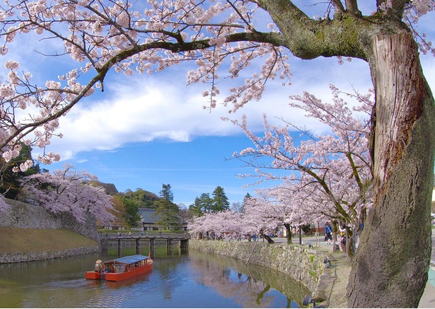 【写真】お堀に映り込む桜や、屋形船から眺める桜もおすすめ