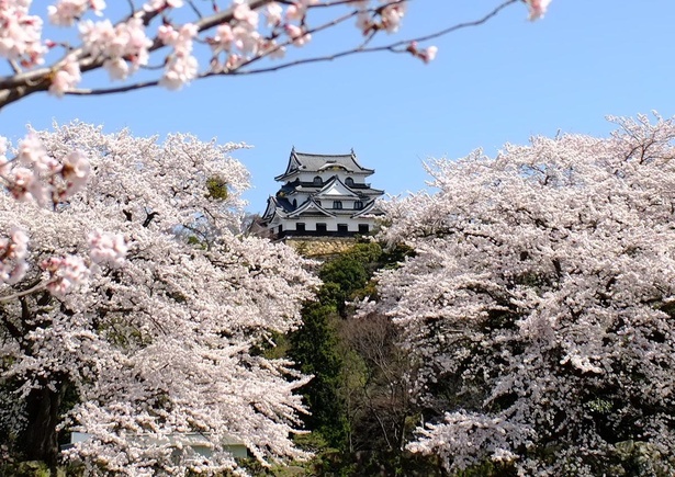 さまざまな場所と角度から彦根城と桜の姿が楽しめる