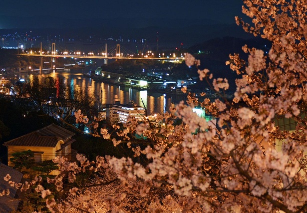 千光寺公園の夜桜越しの夜景