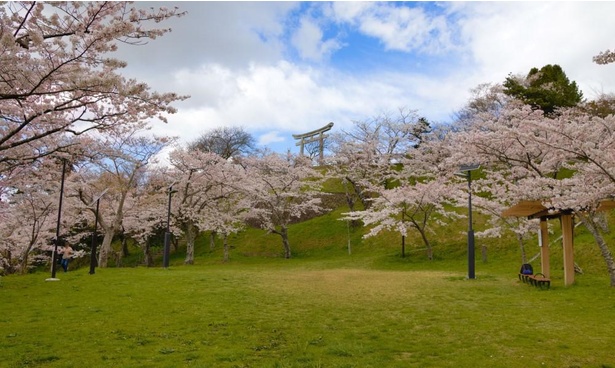 丘陵地にあるため、桜と開けた空が一望できる