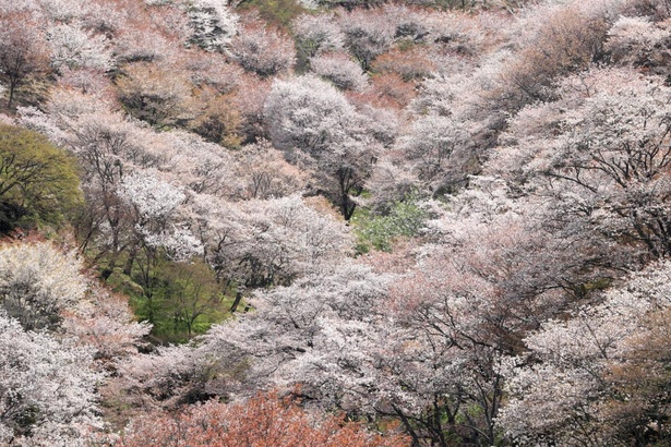 日本一ともいわれる“一目千本”の吉野山の桜