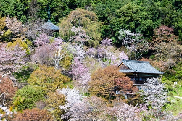 吉野山(中千本)の桜　如意輪寺