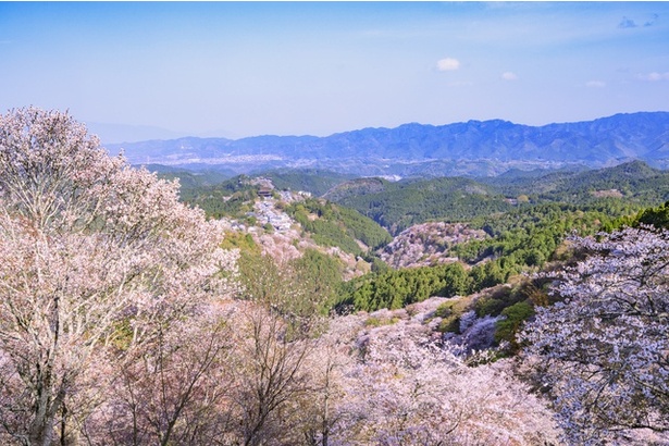 吉野山(上千本)の桜　一目千本の桜