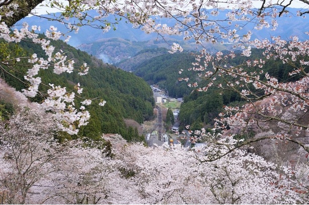 吉野山(下千本)の桜　下千本展望所から眺める桜
