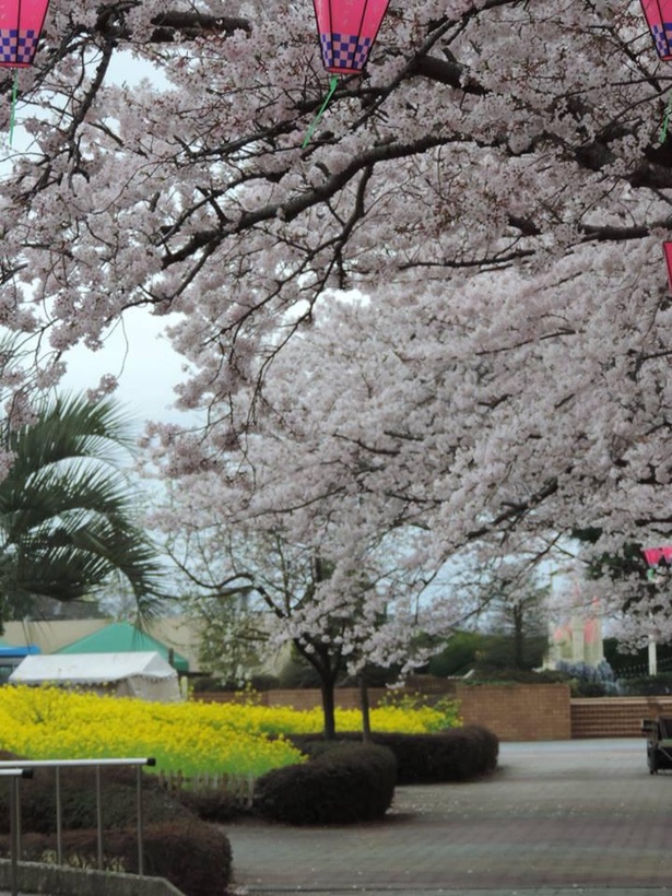 桜の季節は家族みんなで一日楽しめる千葉こどもの国KidsDomへ！