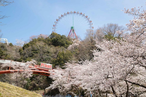 関東最大級2500本の桜がさまざまな角度で見ることができる