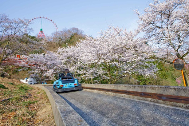 ゴーカートに乗って桜のトンネルをくぐり抜けよう！