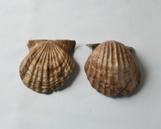 旧海軍の木製プロペラからホタテの貝殻まで展示、山形県山形市で「第3回やまはくセレクション展」が開催中