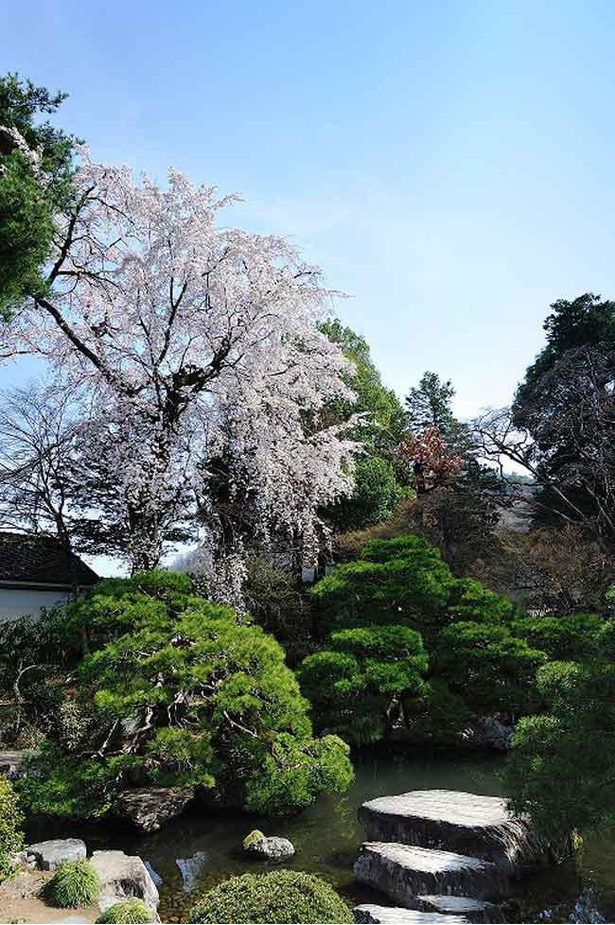 【写真】歴史ある日本庭園としだれ桜のコントラストは必見