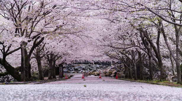 【写真】桜の花が舞い散る熊本城を散策してみよう