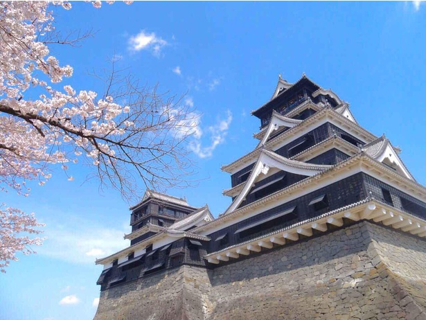 漆黒の熊本城と満開の桜のコラボレーションは見応え十分