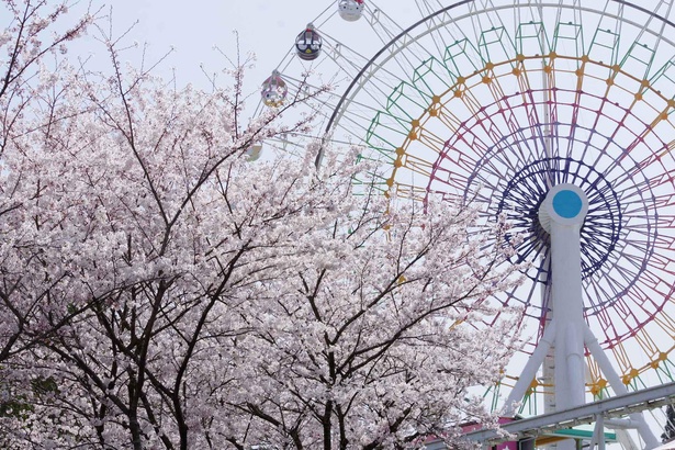 ハーモニーランドを桜の花が彩る特別なシーズンが到来