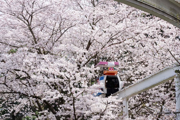 【写真】満開の桜はハーモニーランドを別世界に魅せる