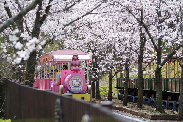 桜のトンネルを通る「ハーモニートレイン」はいつもより特別感がある