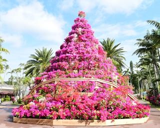 100万輪のブーゲンビレアは圧巻！沖縄県沖縄市の東南植物楽園で「おきなわブーゲンフェア2021」が開催中