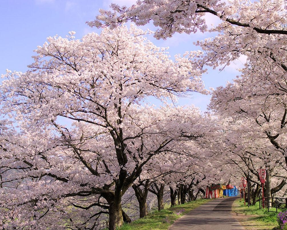 2キロにわたる桜並木、島根県雲南市の斐伊川堤防桜並木の見頃はいつ？