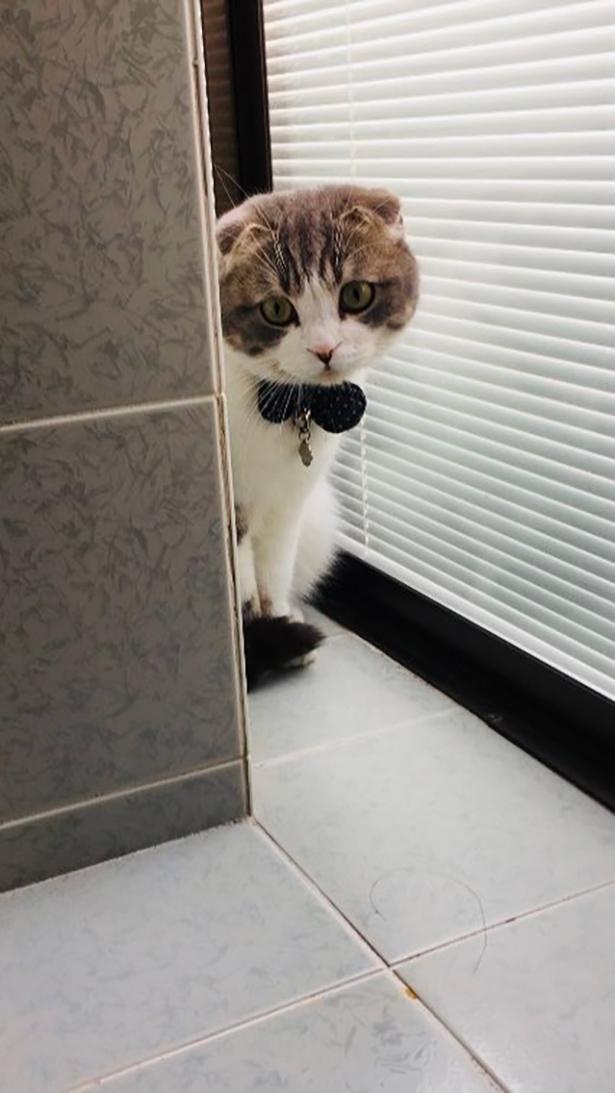 お風呂が気になる猫たち1