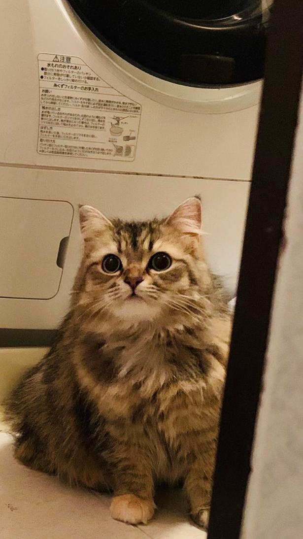 お風呂が気になる猫たち2