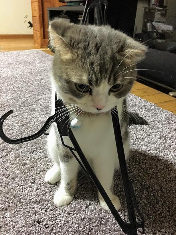 またもや反省中のコハクくん