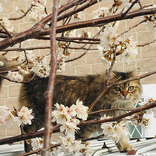 桜と一緒にパシャリ