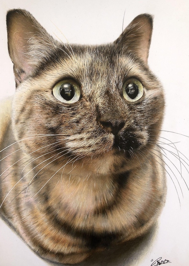 色鉛筆画] 絵画 ねこ - 絵画