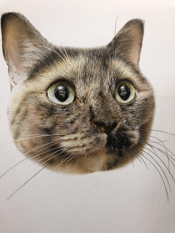 色鉛筆画 猫の立体絵(原画)-