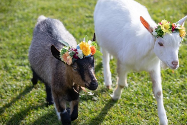 ファームエリアのヤギは花飾りをして歓迎